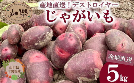 【2026年6月上旬以降順次発送】じゃがいも 5kg デストロイヤー 野菜 農家直送 季節限定 芋 おいも下関 IN101