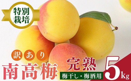 【堀内果実園】【訳あり】特別栽培・大切に育てた完熟南高梅（5kg） | 果実 旬 奈良県 五條市