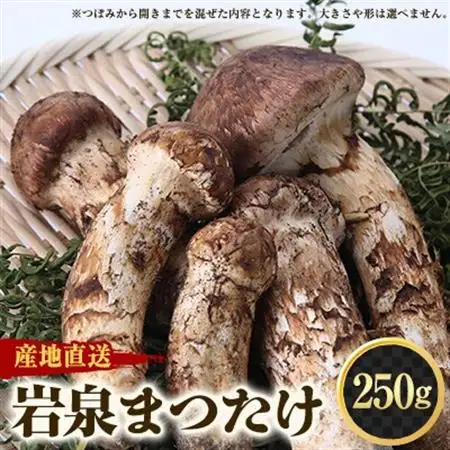 【2026秋発送】≪産地直送≫　岩泉まつたけ 250g_野菜 松茸 きのこ まつたけ マツタケ_【配送不可地域：離島】【1423712】