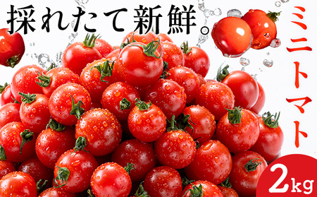 ミニトマト とれたてミニトマト 2kg トマト 野菜 サラダ ダイエット おやつ パスタ マリネ 有機肥料 ミニトマト宮本《30日以内に出荷予定(土日祝除く)》 熊本県 長洲町 送料無料 トマト とまと 野菜 国産 熊本県産