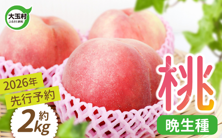 先行予約 晩生種（川中島白桃、さくら、ゆうぞら等）2kg 令和8年度 福島県産 白桃 菊地果樹園