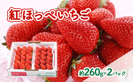 【2027年1月中旬より順次発送】紅ほっぺいちご 約260g×2パック【配送不可：離島】 
