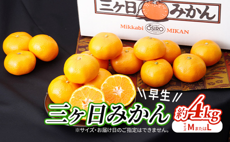 三ヶ日みかん 早生 4kg M〜L 蜜柑 ミカン 果物 くだもの フルーツ 浜松
