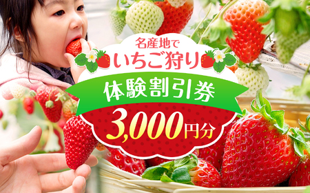 いちご狩り体験割引券 | イベント チケット いちご いちご狩り 体験型 3000円 割引券 収穫 熊本県 玉名市