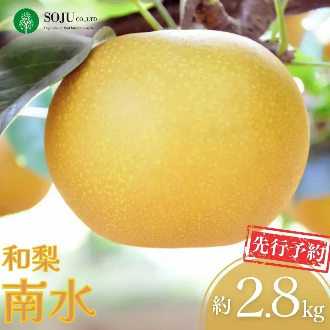 先行予約 和梨 南水 約2.8kg 令和8年度 樹上完熟日本梨 新潟県 三条市産 三条果樹専門家集団 南水