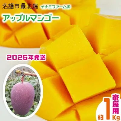 【2026年発送】名護市最北端イナミファームの家庭で楽しむアップルマンゴー 約1kg フルーツ 果物 期間限定 数量限定 マンゴー 南国 プレゼント お土産 おみやげ ギフト くだもの 沖縄 おきなわ 青果 デザート おすすめ 人気 冷蔵 夏 スイーツ