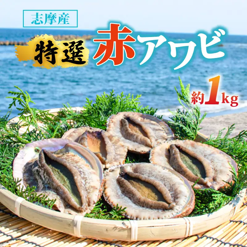 【期間限定】志摩市産天然アワビ（赤） 1kg 冷蔵 新鮮