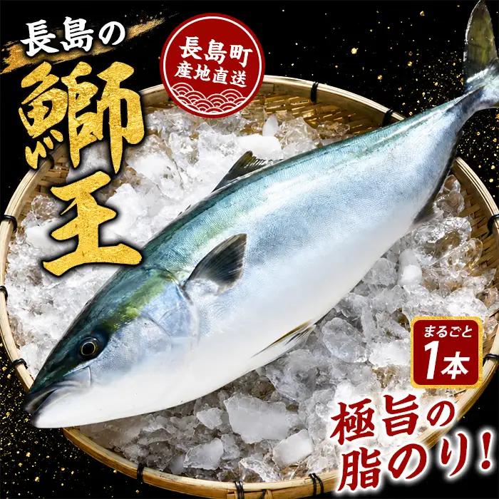 【10月以降順次発送】テレビで紹介ぶりの王様「 鰤王 」 まるごと 1本 ラウンド 先行予約 産地直送 長島町 特産品 ブランド 鰤 冷蔵 ふるさと納税 ぶり 刺身 ぶりしゃぶ ぶり大根 海鮮丼【JFA】jfa-7115