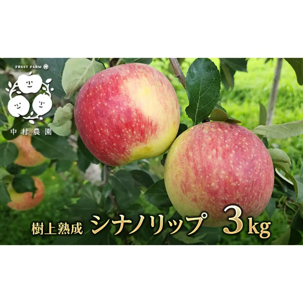 【8月中旬発送 先行予約】樹上熟成　シナノリップ 3kg | りんご 樹上完熟 シナノリップ 夏りんご
