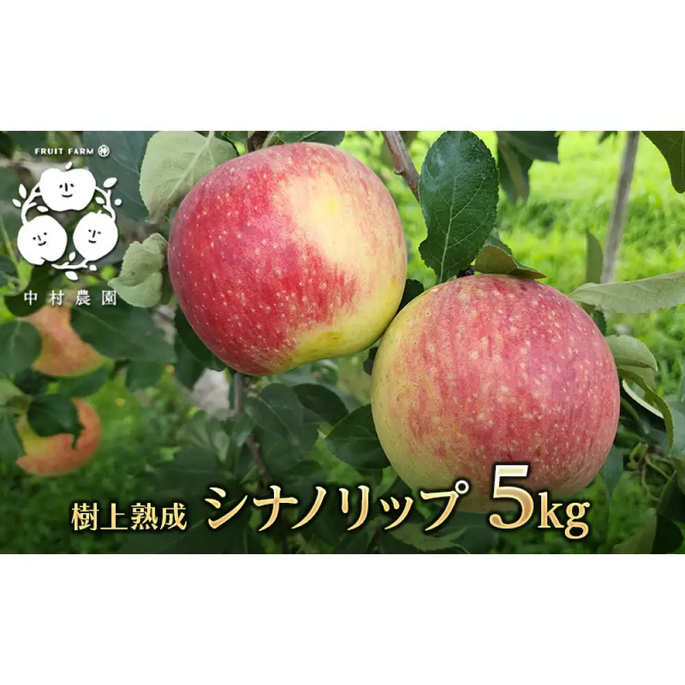 【8月中旬発送 先行予約】樹上熟成　シナノリップ 5kg | りんご 樹上完熟 シナノリップ 夏りんご