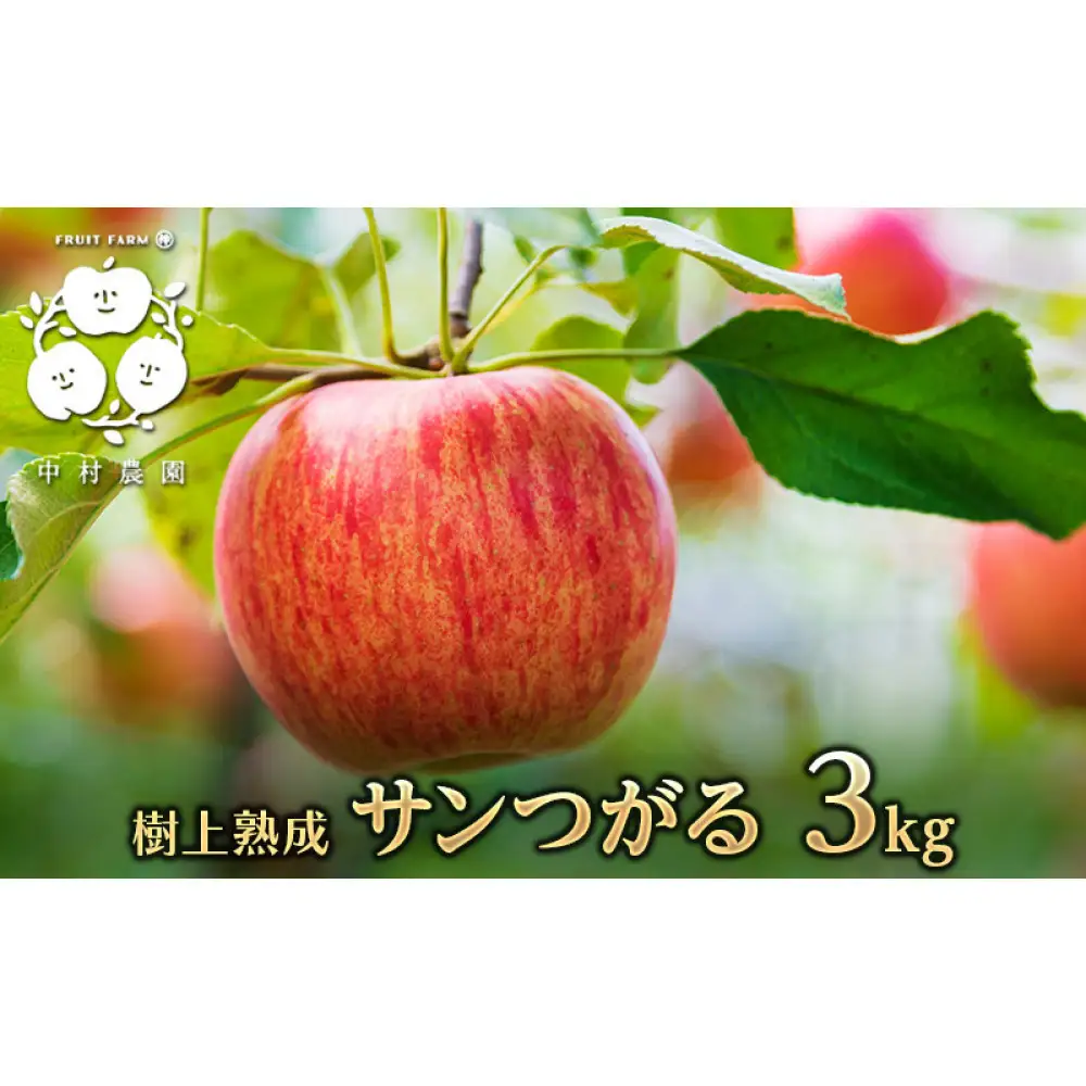 【8月下旬発送 先行予約】樹上熟成　サンつがる 3kg | りんご サンつがる 