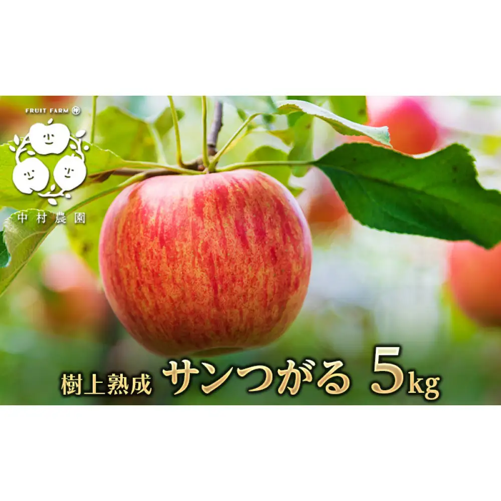 【8月下旬発送 先行予約】樹上熟成　サンつがる 5kg | りんご サンつがる 