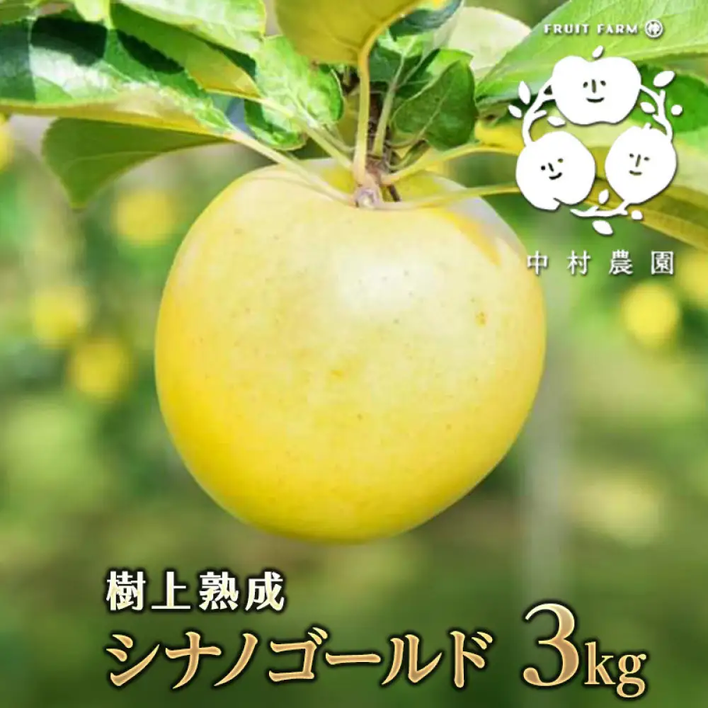 【10月中旬発送 先行予約】樹上熟成　シナノゴールド 3kg