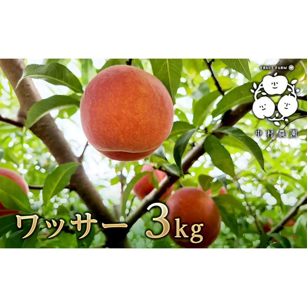 【8月下旬発送 先行予約】ワッサー 3kg | ワッサー 桃 ネクタリン 大玉