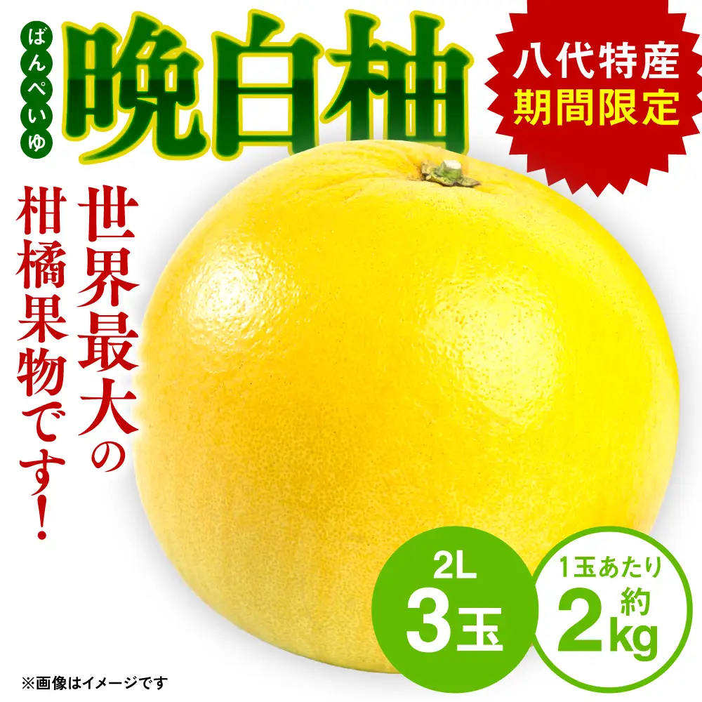 【先行予約】熊本県八代市産 晩白柚 （ばんぺいゆ） 2Lサイズ(約2kg)×3玉 柑橘 【2026年12月上旬より順次発送】