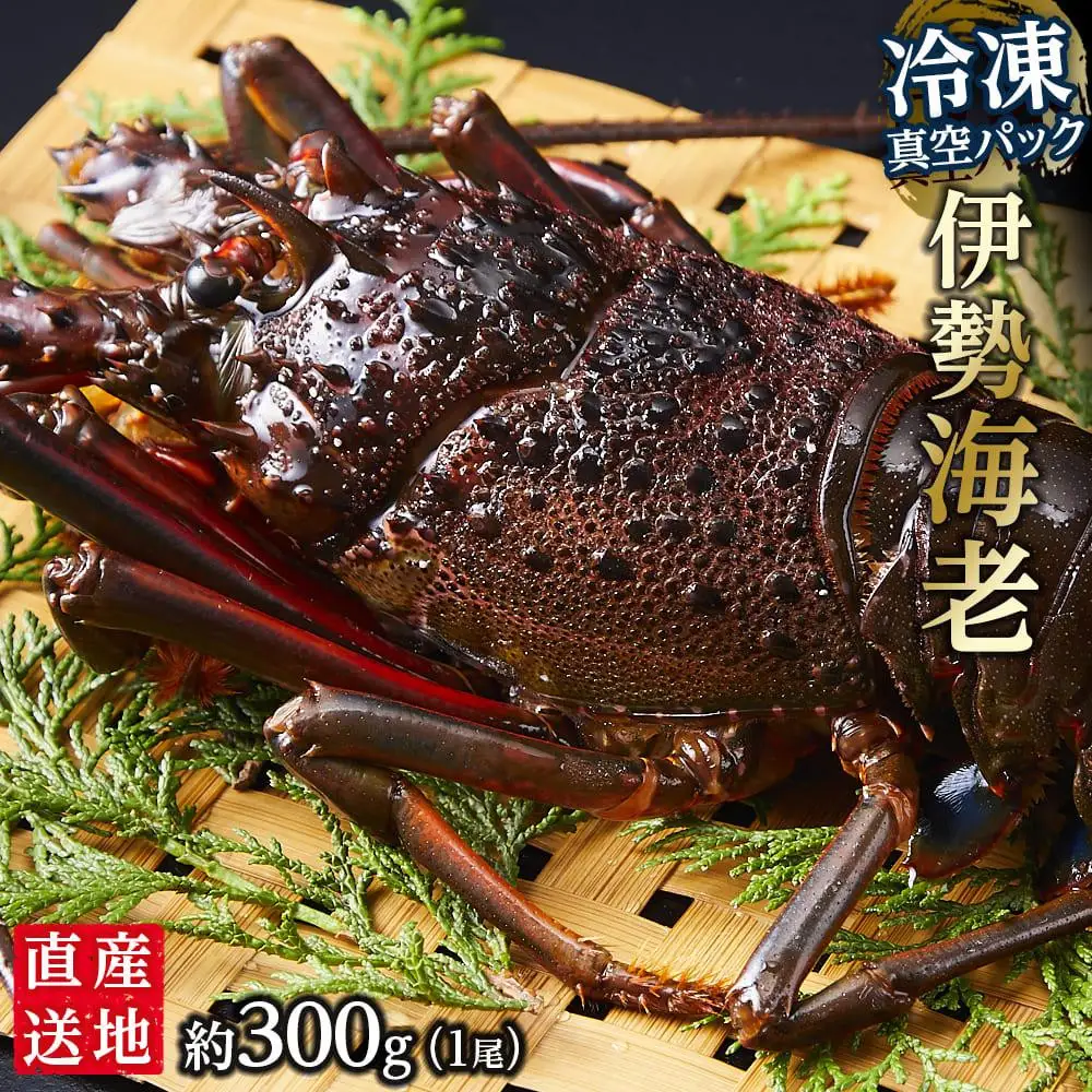 冷凍 伊勢海老1尾 約300ｇ 伊勢海老