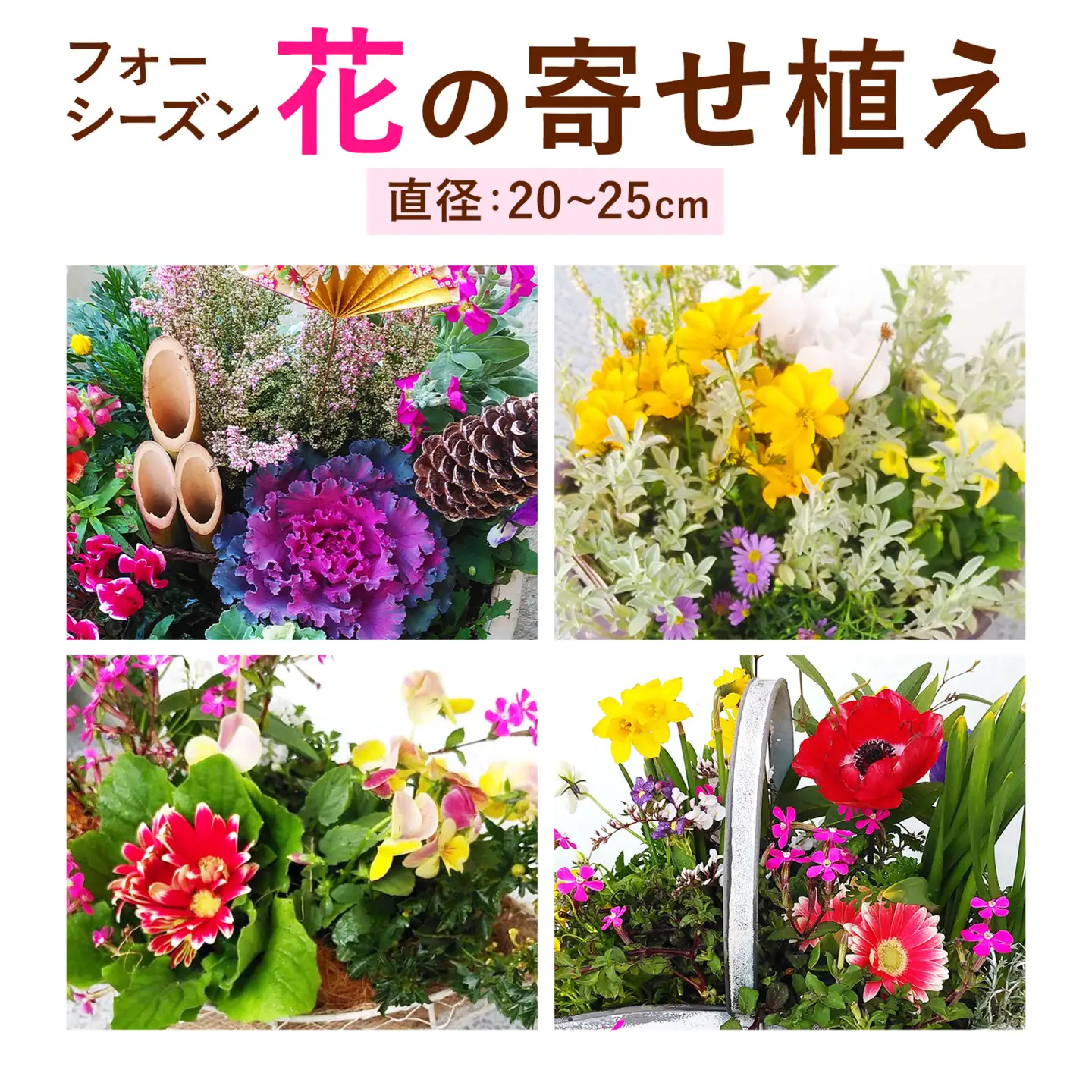 フォーシーズン お花の寄せ植え 直径20～25cm Fleurbranch 《90日以内に出荷予定(土日祝除く)》熊本県 菊池市 花 鉢花 鉢植え 観葉植物 植物 インテリア ガーデン 雑貨