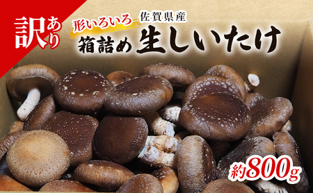 訳あり しいたけ 佐賀県産 箱生しいたけ 約800g 訳アリ 椎茸 きのこ 