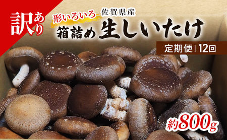 定期便 12ヶ月 訳あり しいたけ 佐賀県産 箱生しいたけ 約800g 訳アリ 椎茸 きのこ 12回 お楽しみ 