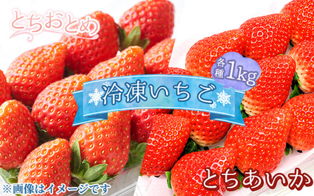 《選べる品種！》とちおとめ とちあいか 冷凍いちご 1kg〔B-103〕 | いちご イチゴ 苺 フルーツ 果物 デザート ストロベリー 冷凍 ジャム スムージー フローズン 那須 栃木県 那須町