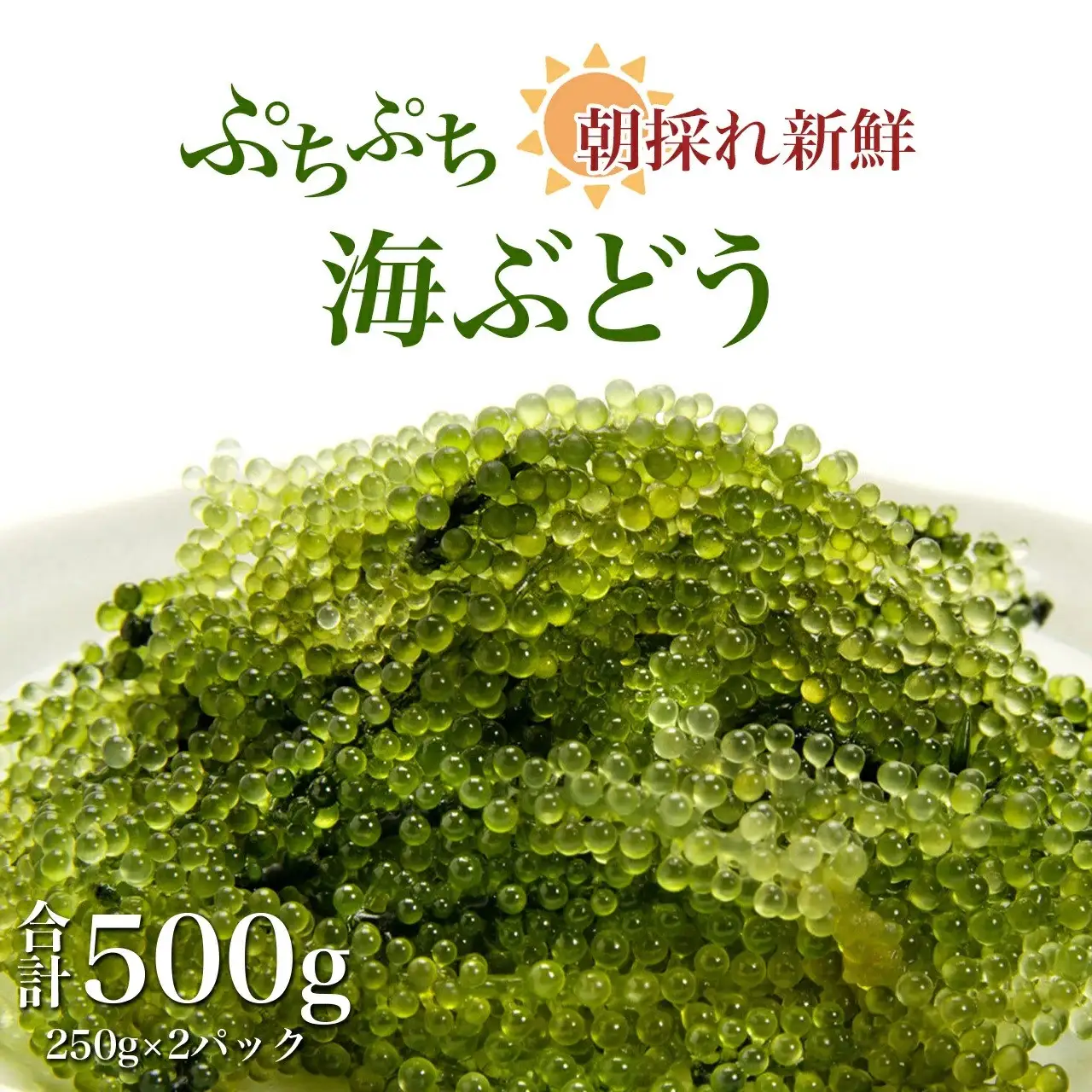 【発送は4月以降】海の幸　朝採れぷちぷち海ぶどう 朝採れ新鮮 海ぶどう～MOBAKO育ちのSEAGRAPES！？～