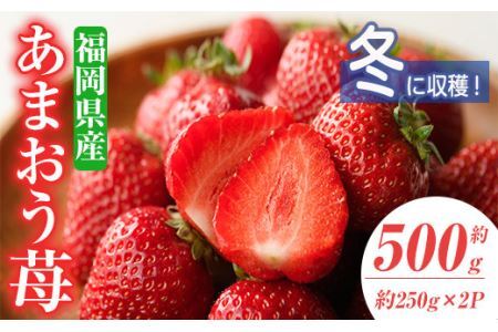 ＜先行予約受付中！2026年12月上旬〜2027年1月下旬に順次発送予定＞あまおう苺・冬(2P)いちご 苺 フルーツ 果物 くだもの 福岡限定 家庭用 冷蔵 ＜離島配送不可＞【ksg0032】【南国フルーツ】