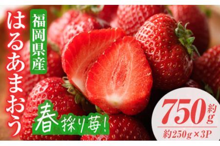 ＜先行予約受付中！2027年2月上旬〜2027年3月末に順次発送＞はるあまおう(計約750g・約250g×3P)いちご 苺 フルーツ 果物 くだもの 福岡限定 家庭用 冷蔵 ＜離島配送不可＞【ksg0412】【南国フルーツ】