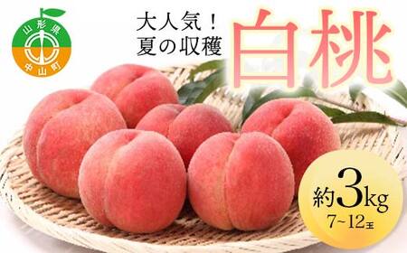 《2026年先行予約》 山形県産 大人気！ 夏の収穫 白桃 約3kg（7～12玉） 桃 もも フルーツ くだもの 山形県 中山町 F4A-0424