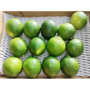 【先行予約】爽やか一番!!　【夏のヨロン翠ライム】（1kg：10～15個入り）　