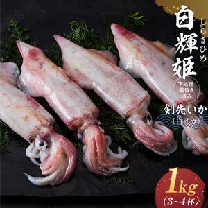 【先行予約 2026年7月以降発送】白輝姫（しらきひめ）下処理 墨抜き済み 剣先いか（白イカ）1kg（3〜4杯）| 剣先イカ