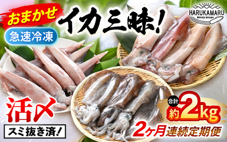 おまかせ定期便 《2ヶ月連続お届け》 計約2kg イカ 三昧！ その時期の一番良いイカをお届けします 急速冷凍 活〆 刺身 ヤリイカ ケンサキイカ アオリイカ 【いか 烏賊 若狭湾 地物 海産物 新鮮 魚介 海鮮 イカ丼 いか丼 焼きイカ 焼きいか 真空パック】 [m36-e006]