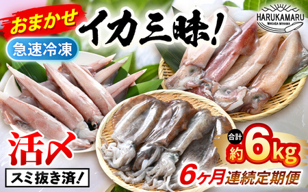 おまかせ定期便 《6ヶ月連続お届け》 計約6kg イカ 三昧！ その時期の一番良いイカをお届けします 急速冷凍 活〆 刺身 ヤリイカ ケンサキイカ アオリイカ 【いか 烏賊 若狭湾 地物 海産物 新鮮 魚介 海鮮 イカ丼 いか丼 焼きイカ 焼きいか 真空パック】 [m36-l002]