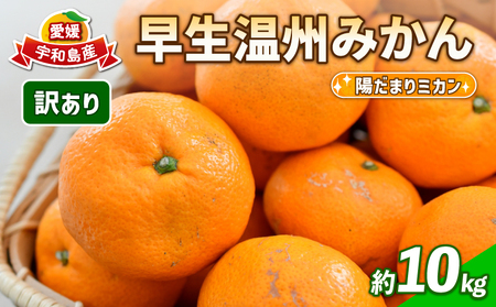 訳あり 愛媛 みかん 早生 温州 10kg 陽だまりミカン ﾐｶﾝﾐｶﾝﾐｶﾝﾐｶﾝﾐｶﾝﾐｶﾝﾐｶﾝ B010-050006
