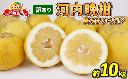 訳あり 河内晩柑 10㎏ 晩柑 陽だまりミカン B010-050007