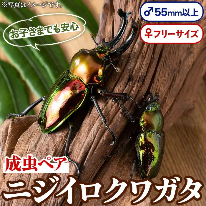 【A76001】ニジイロクワガタ 成虫ペア オス(55mm以上) メス(フリーサイズ) 鹿児島 クワガタ 虹色 雄 オス 昆虫 虫 むし 成虫 生体 飼育 生き物 生物【ビートル倶楽部】