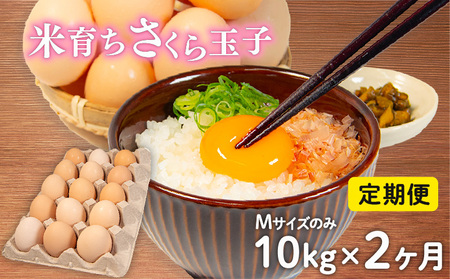 定期便 卵 10kg × 2ヶ月 割れ補償 5個 Mサイズ のみ  約 160個 × 2回 定期便 国産 米育ち さくら玉子 さくら卵 鶏 さくら コク 濃い 卵黄 風味 とれたて 生 たまご 地産地消  国産鶏 玉子 産みたて 新鮮 黄身 卵 かけ ご飯 たまご かけ ごはん 玉子 丼  卵 焼き すき焼き 目玉 焼き 玉子 スープ 茶碗蒸し ゆで たまご サンド 大容量 滋賀県