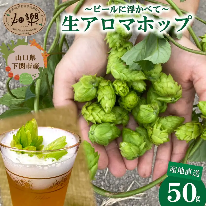 アロマホップ 生ホップ ～ ビールに浮かべて～ 50g 【2026年6月中旬〜7月中旬発送】 ビール ホップ ビール 下関 山口 IN102
