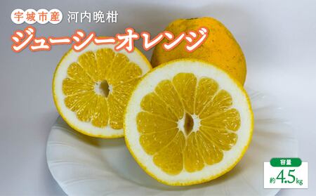 河内晩柑 ジューシーオレンジ 約4.5kg 【髙橋果樹園】【2026年4月上旬から2026年6月下旬順次発送予定】晩柑 熊本県 宇城市 宇城市産河内晩柑 熊本県産河内晩柑 国産河内晩柑 
