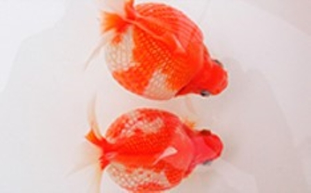 大人気！国産ピンポンパール 生き物 