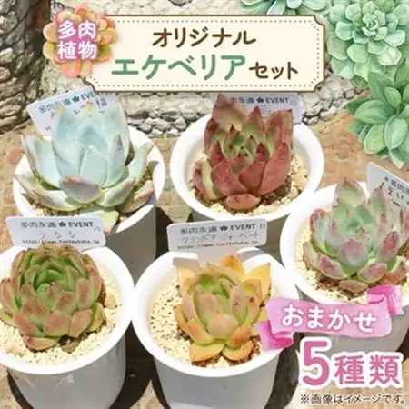 多肉植物5種類 多肉永遠オリジナル名札付きエケベリアセット_花・観葉植物 観葉植物・苗木  _【配送不可地域：離島】【1516862】