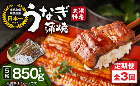 2488 【 定期 3回 】大隅特産 うなぎ蒲焼 5尾（850g）【 国産 】 KN060-T12 魚 冷凍 鰻 定期便