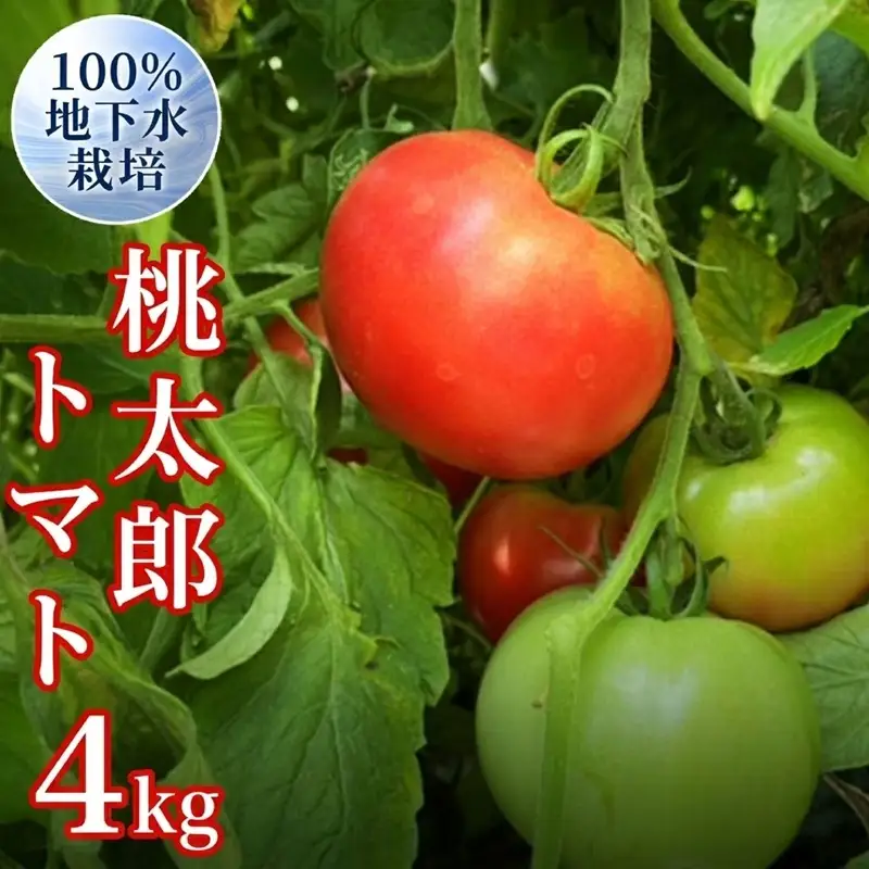 地下水100％で作る美味しい 「 桃太郎トマト 」 4kg 野菜 桃太郎 トマト とまと 地下水 ミネラル