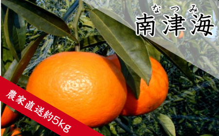 南津海（なつみ）（約5㎏）(B140-1)