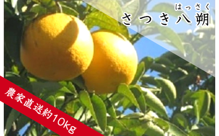 さつき八朔（約10kg）(B141-1)