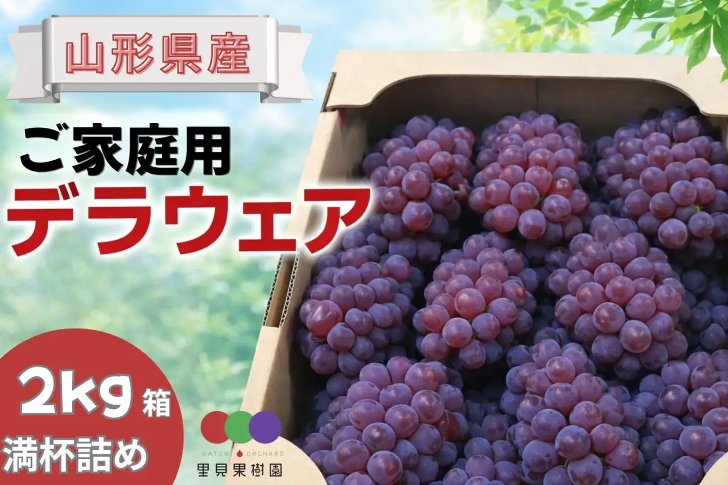 【産地直送】ぶどう（デラウェア）ご家庭用　0079-2609