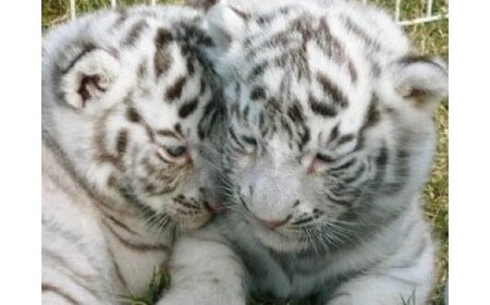 白鳥動物園（ペア）チケット 入場券 優待券 