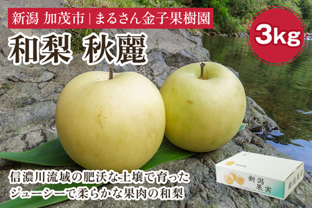 【2026年先行予約】【贈答用】和梨 秋麗 3kg（6～10玉）《9月上旬から順次発送》 果物 なし 梨 フルーツ 新鮮 新潟のフルーツ産地 加茂市 まるさん金子果樹園 梨