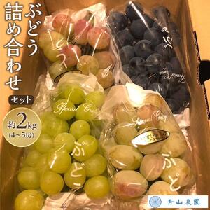 【先行予約】【数量限定】 ぶどう 詰め合わせセット 約2kg 〔2026年8月上旬より順次発送〕