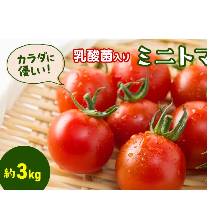 カラダに優しい「乳酸菌入り ミニトマト3kg」初物 野菜 