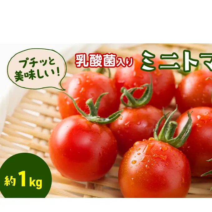 プチッと美味しい！「乳酸菌入り ミニトマト1kg」初物 野菜 